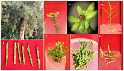 Micropropagation, encapsulation, physiological, and genetic homogeneity assessment in Casuarina equisetifolia